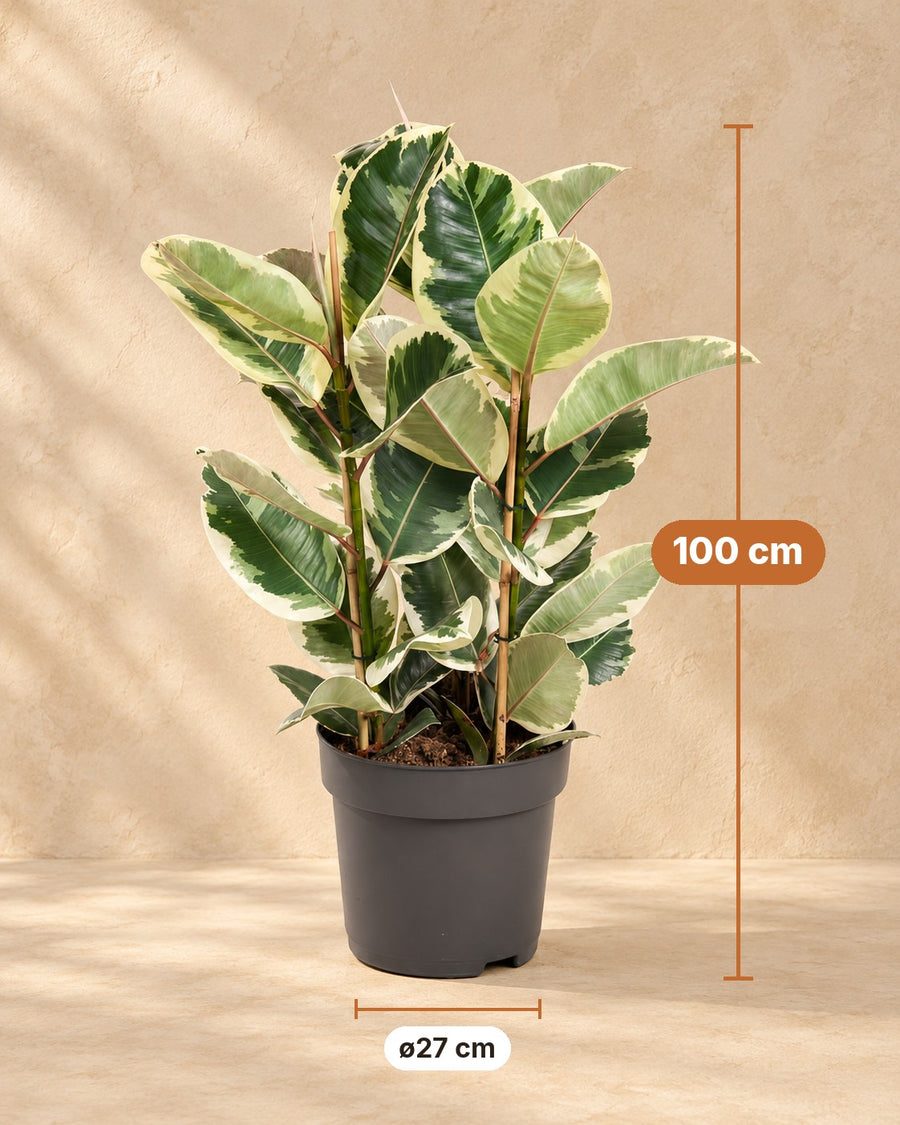 Albero della gomma (Ficus elastica 'Tineke') 100 cm di altezza, vaso ø27 cm