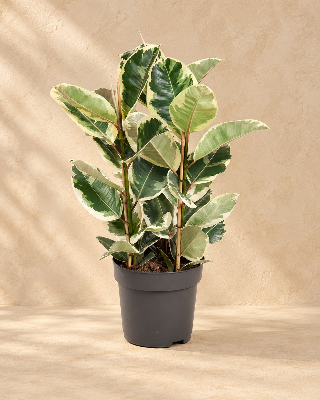 Albero della gomma (Ficus elastica 'Tineke'), alta 100 cm in vaso di coltivazione da 27 cm