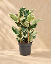 Albero della gomma (Ficus elastica 'Tineke'), alta 100 cm in vaso di coltivazione da 27 cm