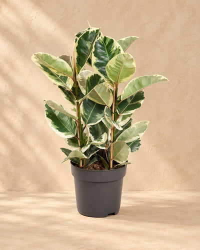 Albero della gomma (Ficus elastica 'Tineke'), alta 100 cm in vaso di coltivazione da 27 cm