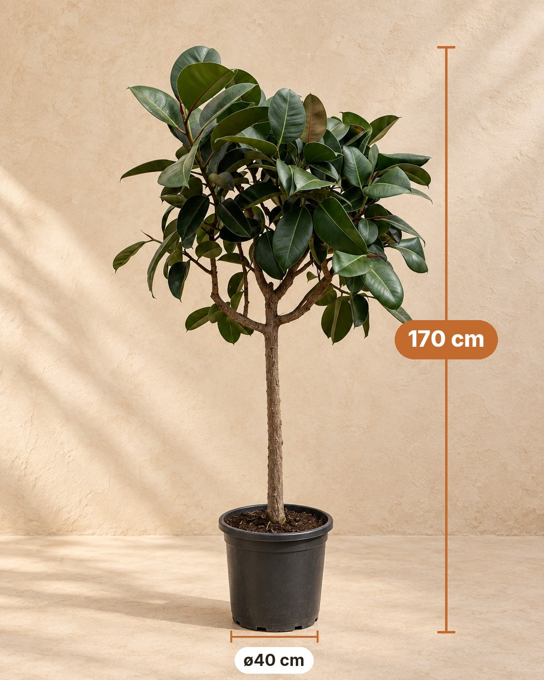 Afmetingen Rubberboom op stam: 170 cm hoog, pot ø40 cm