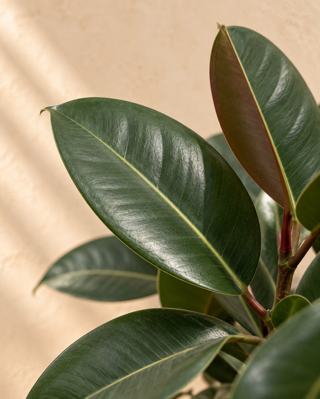 Close-up van het blad van de Rubberboom op stam (Ficus elastica 'Robusta')
