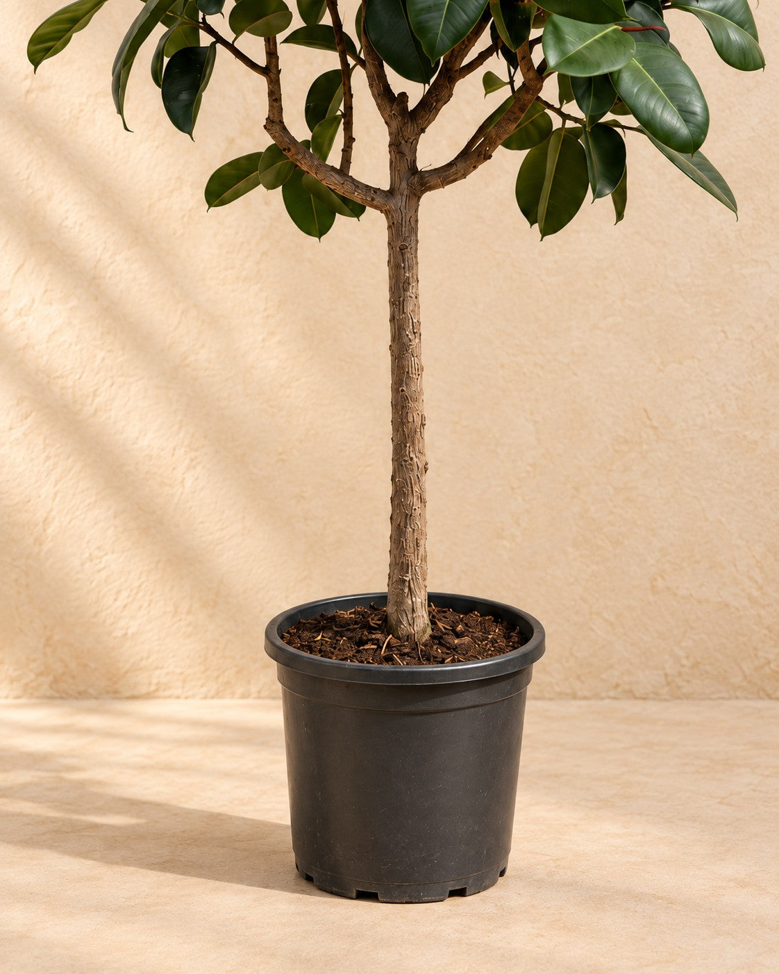 Gummibaum am Stamm (Ficus elastica Robusta) hoch, Topf-Ø 170cm - Ø40