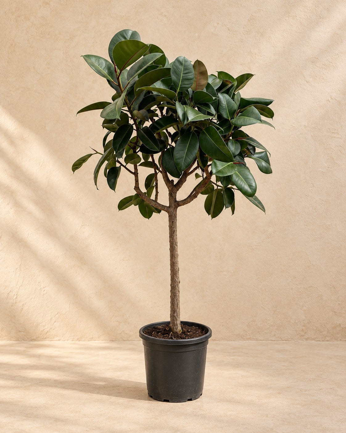 Gummibaum am Stamm (Ficus elastica Robusta) hoch, Topf-Ø 170cm - Ø40