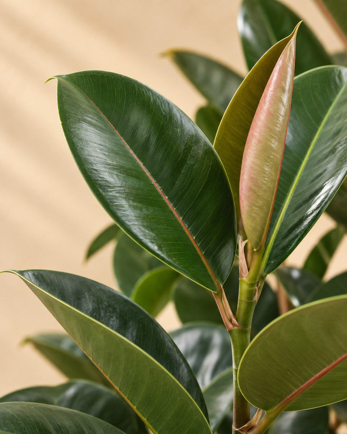 Närbild på bladen hos Förgrenad fikus (Ficus elastica 'Robusta')