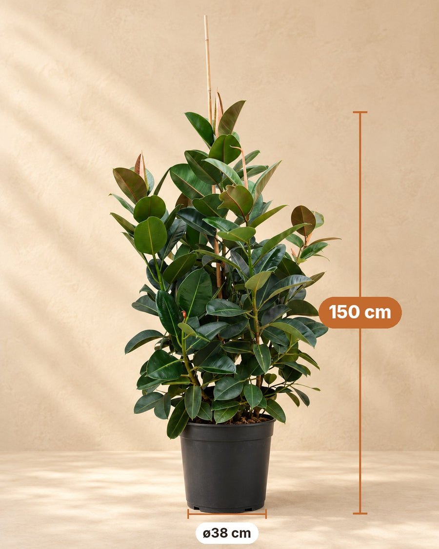 Gummibaum verzweigt Ficus elastica | 150 cm