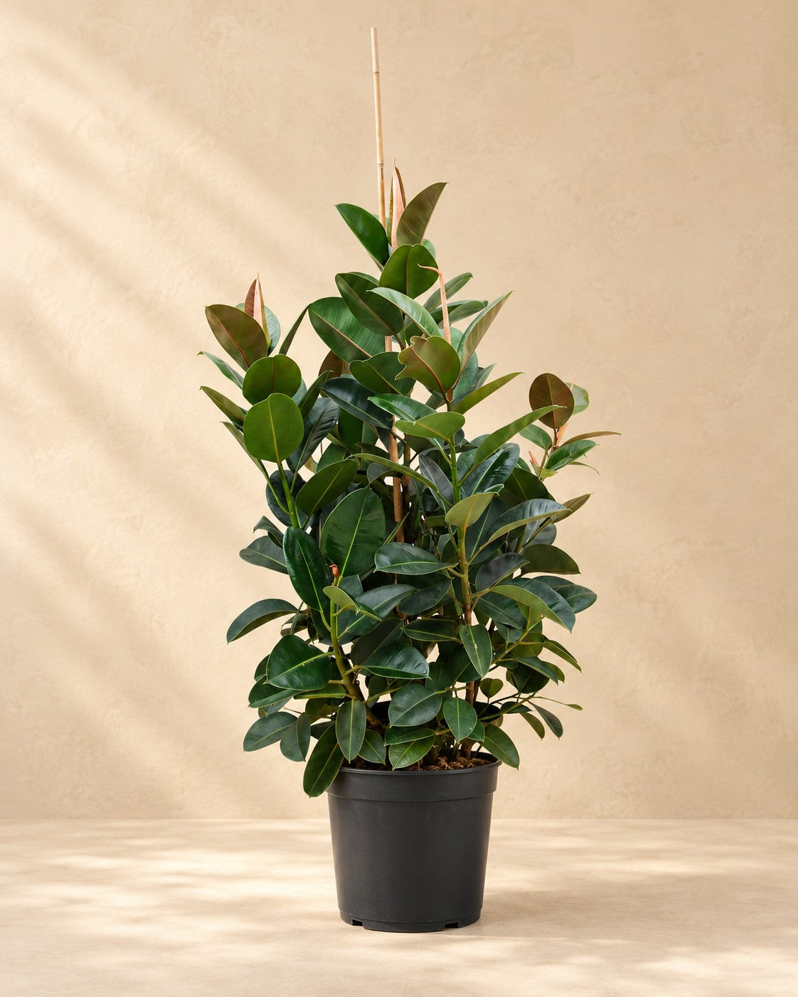 Förgrenad fikus (Ficus elastica 'Robusta'), 150 cm hög i en 38 cm odlingskruka