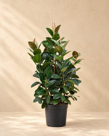 Förgrenad fikus (Ficus elastica Robusta) 150 cm hög, kruka ø38 cm