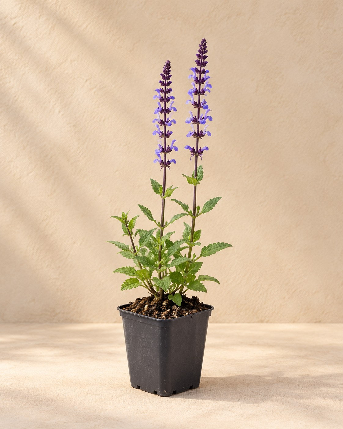 Salvia 'Caradonna' in vaso di coltivazione
