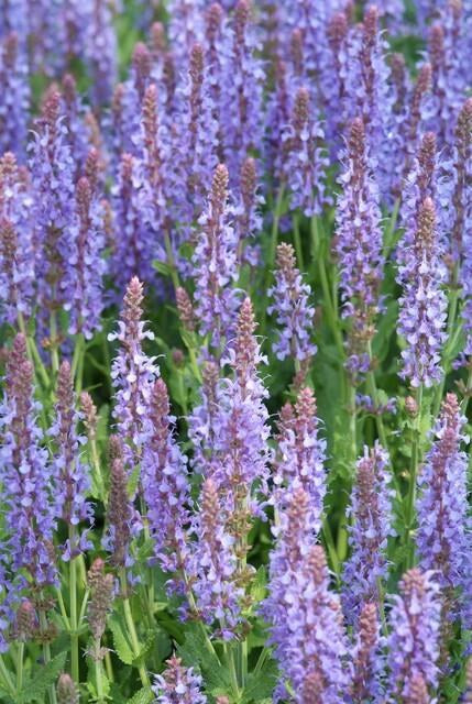 Stäppsalvia 'Caradonna' i trädgården