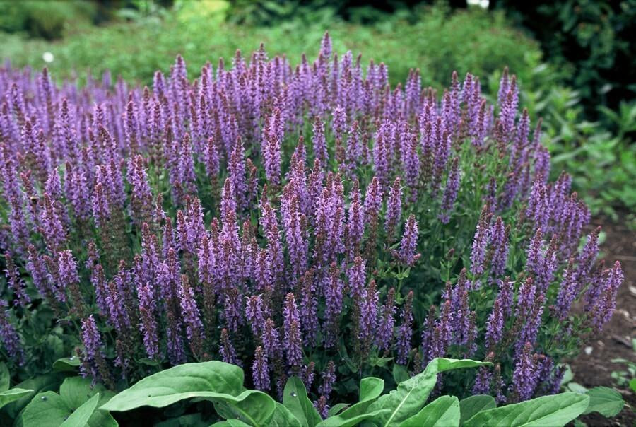 Salvia 'Caradonna' in giardino