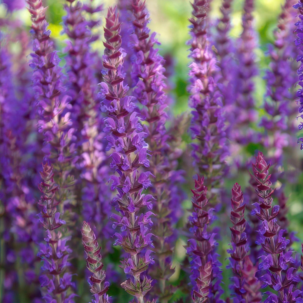 Salvia dei boschi 'Ostfriesland' in giardino