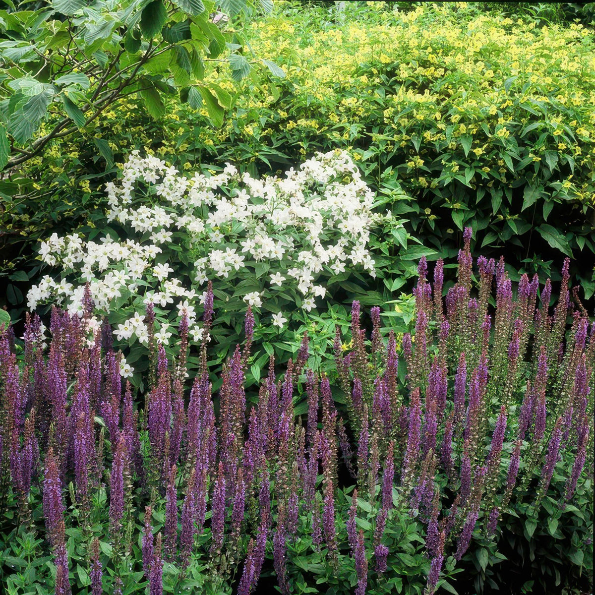 Salvia dei boschi 'Ostfriesland' in giardino