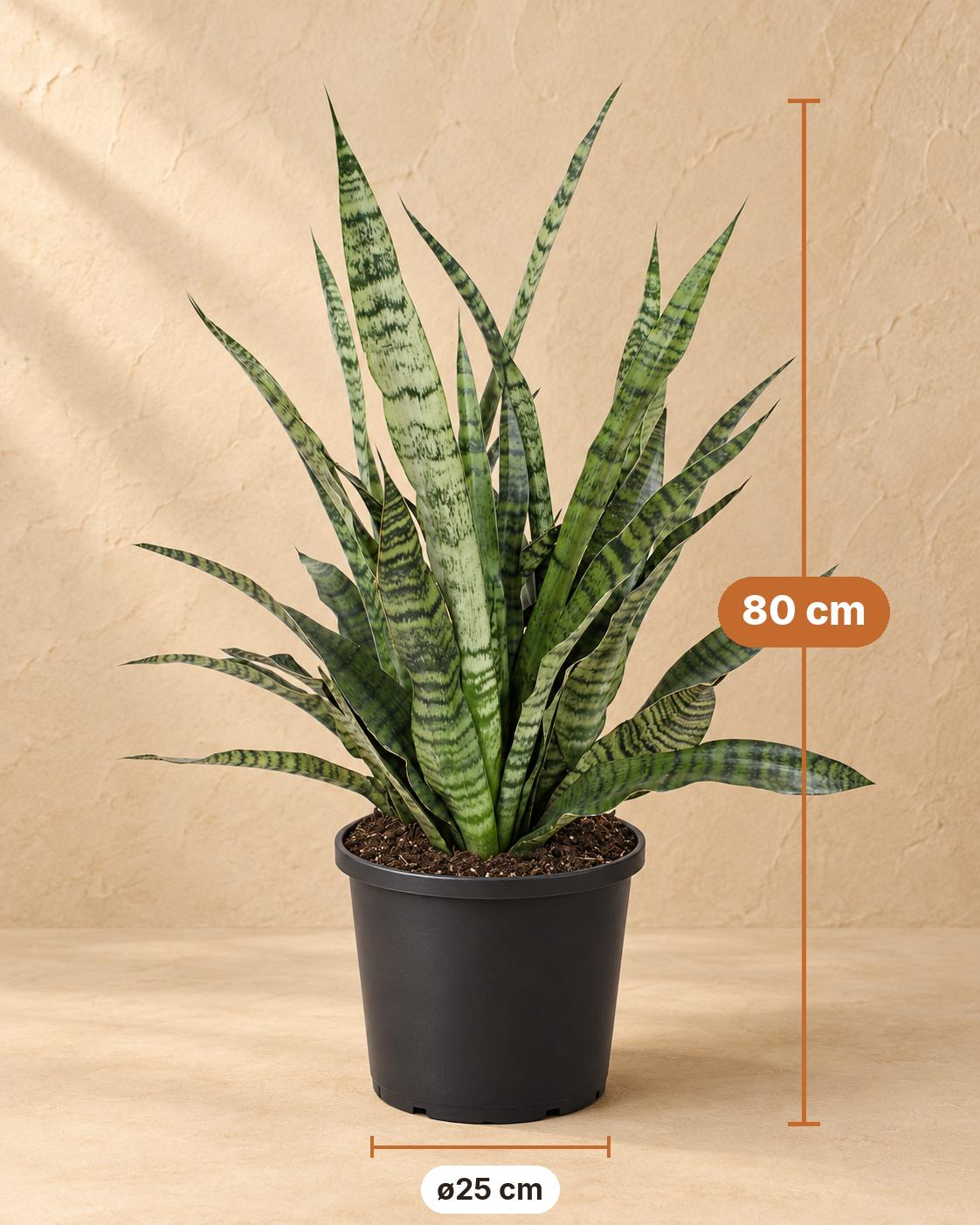 Bogenhanf 80 cm hoch, Topf ø25 cm