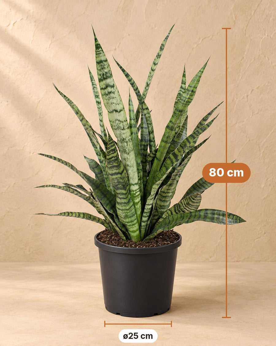 Bogenhanf (Sansevieria 'Diamond Green') 80 cm hoch, Topf ø25 cm