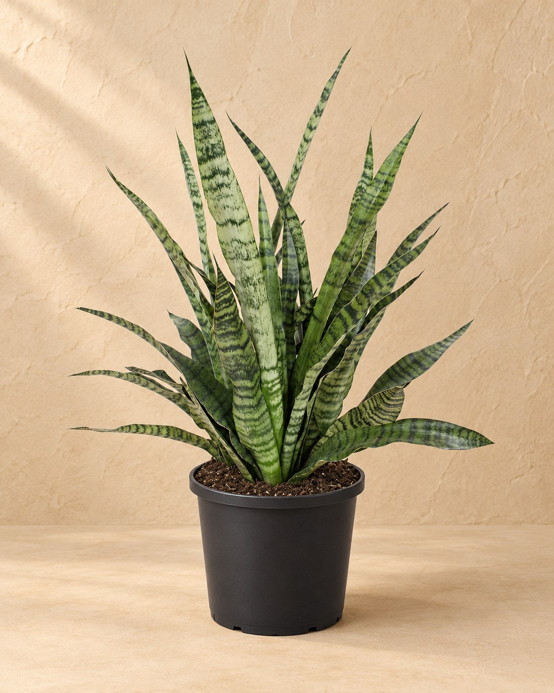 Bogenhanf 80 cm hoch, Topf ø25 cm