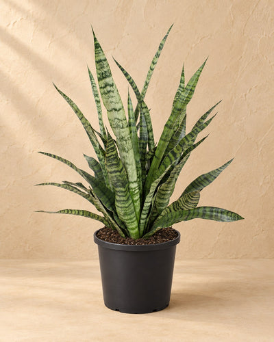 Bogenhanf 80 cm hoch, Topf ø25 cm
