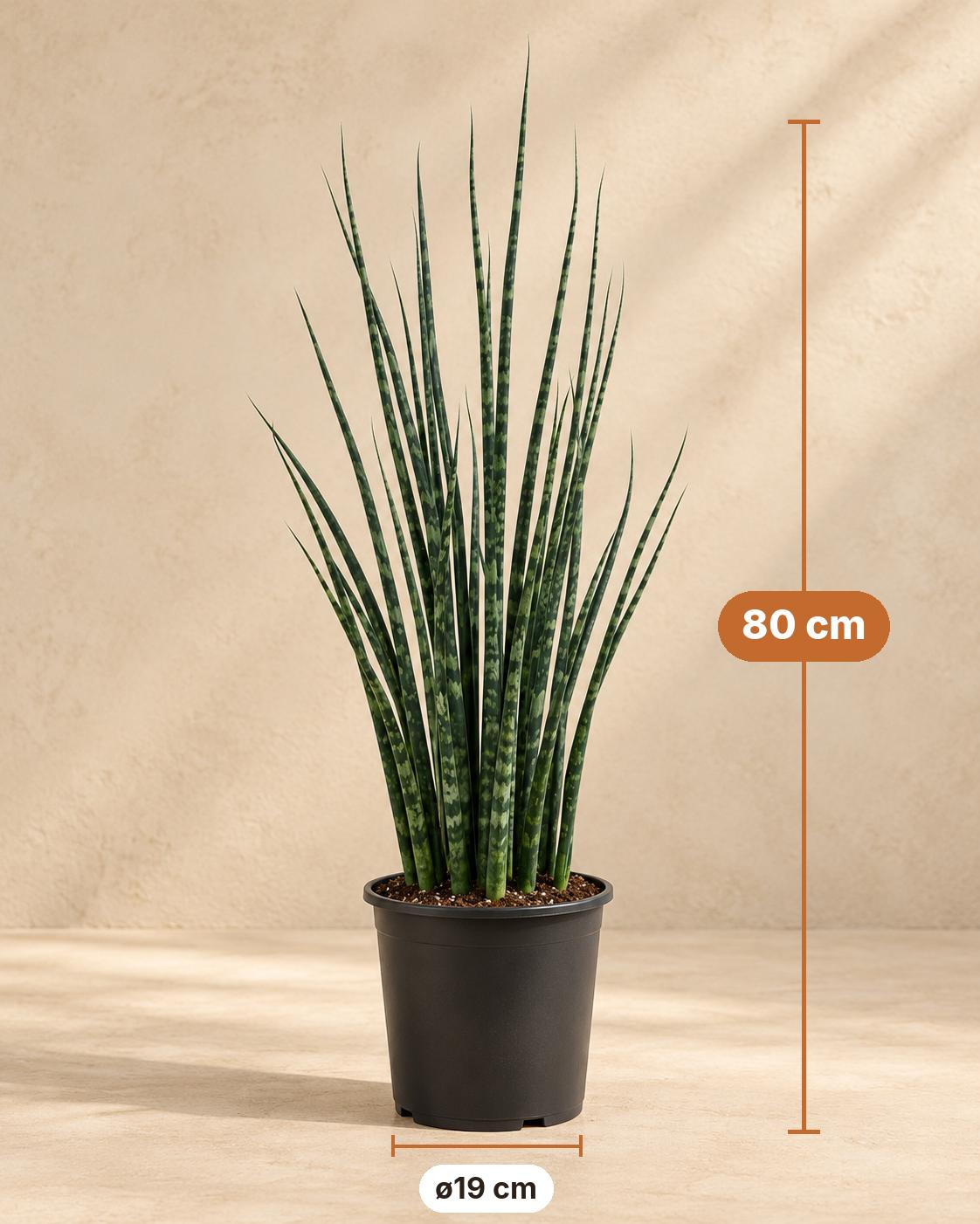 Bogenhanf 80 cm hoch, Topf ø19 cm