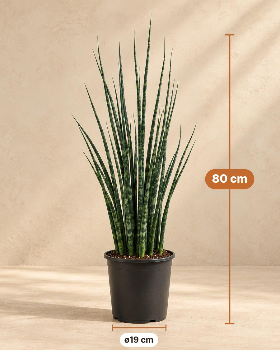 Bogenhanf (Sansevieria 'Fernwood Mikado') 80 cm hoch, Topf ø19 cm