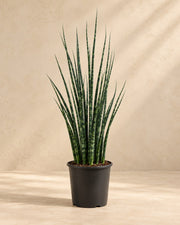 Bogenhanf 80 cm hoch, Topf ø19 cm