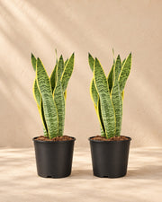 Bogenhanf Sansevieria Laurentii