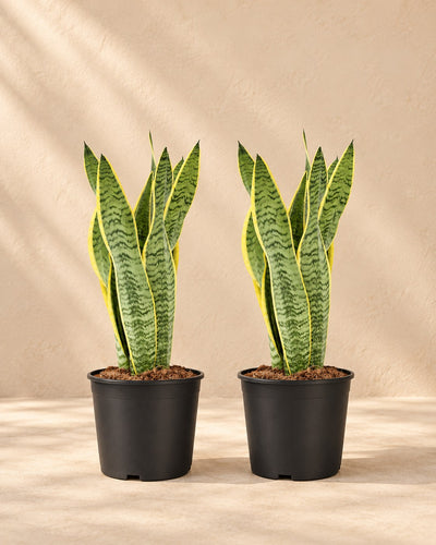 Bogenhanf Sansevieria Laurentii