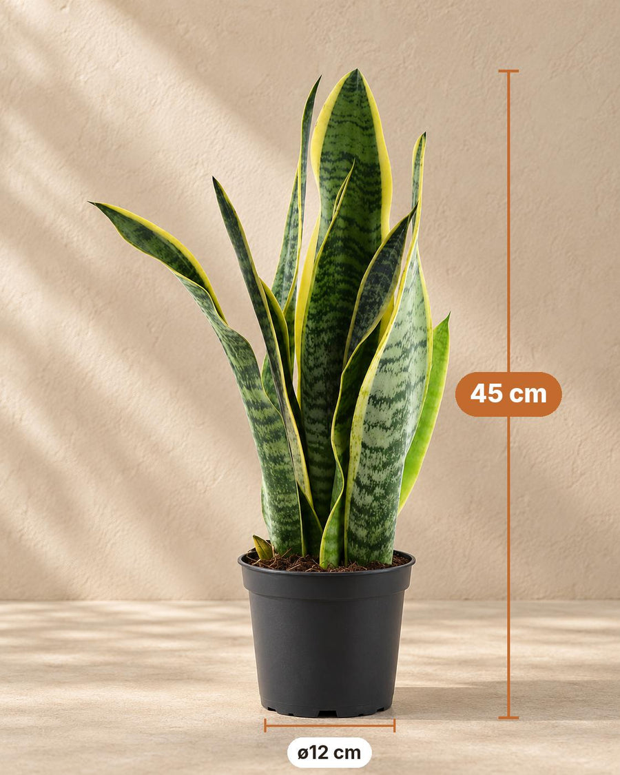 Bogenhanf (Sansevieria trifasciata 'Laurentii') 45 cm hoch, Topf ø12 cm