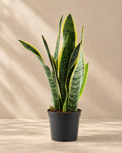 Bogenhanf 45 cm hoch, Topf ø12 cm