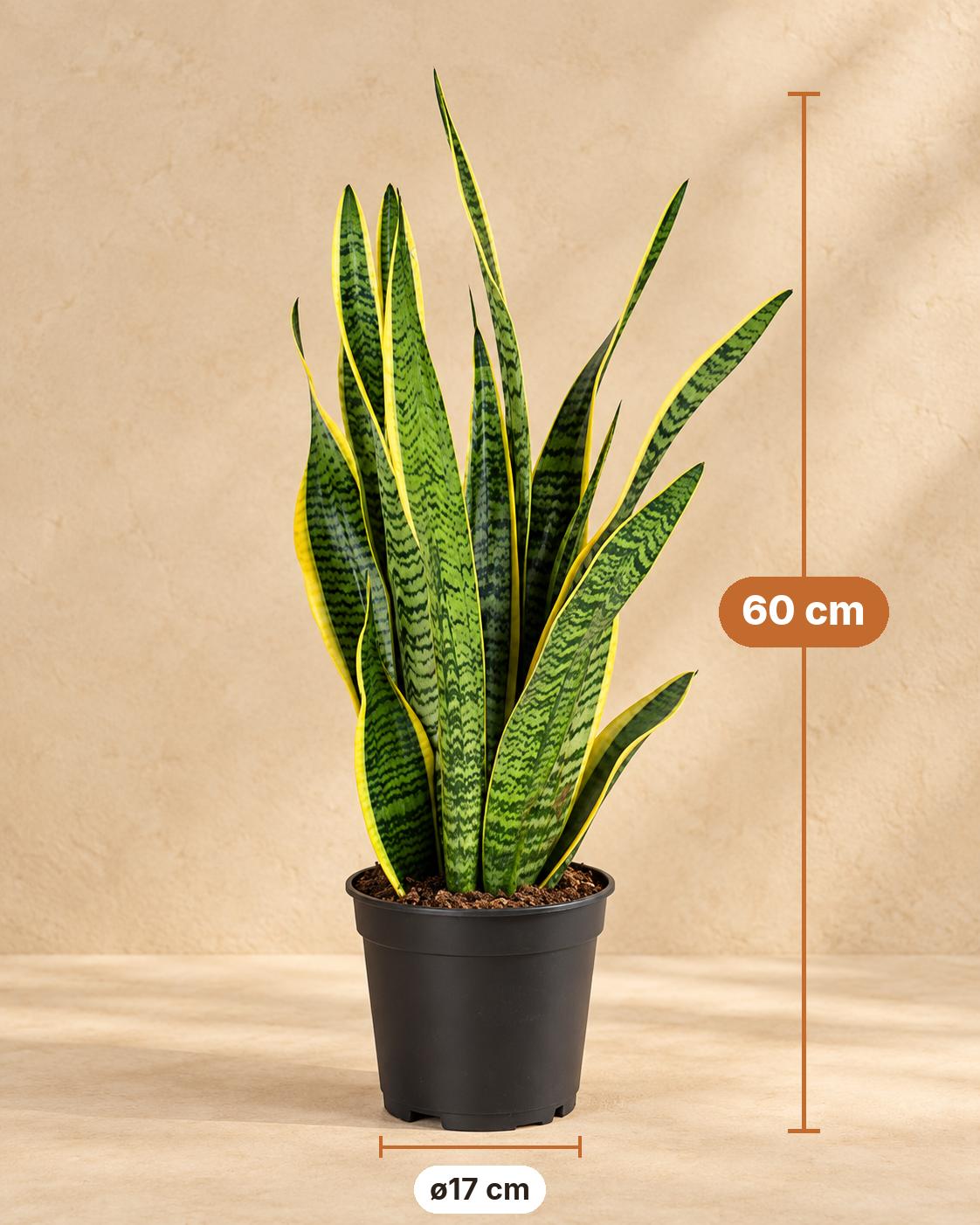 Bogenhanf 60 cm hoch, Topf ø17 cm