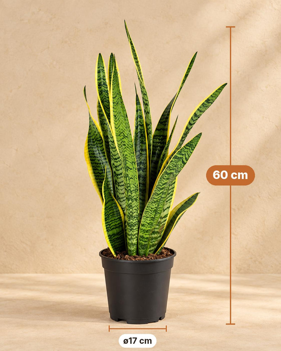 Bogenhanf (Sansevieria trifasciata 'Laurentii') 60 cm hoch, Topf ø17 cm