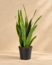 Bogenhanf 60 cm hoch, Topf ø17 cm