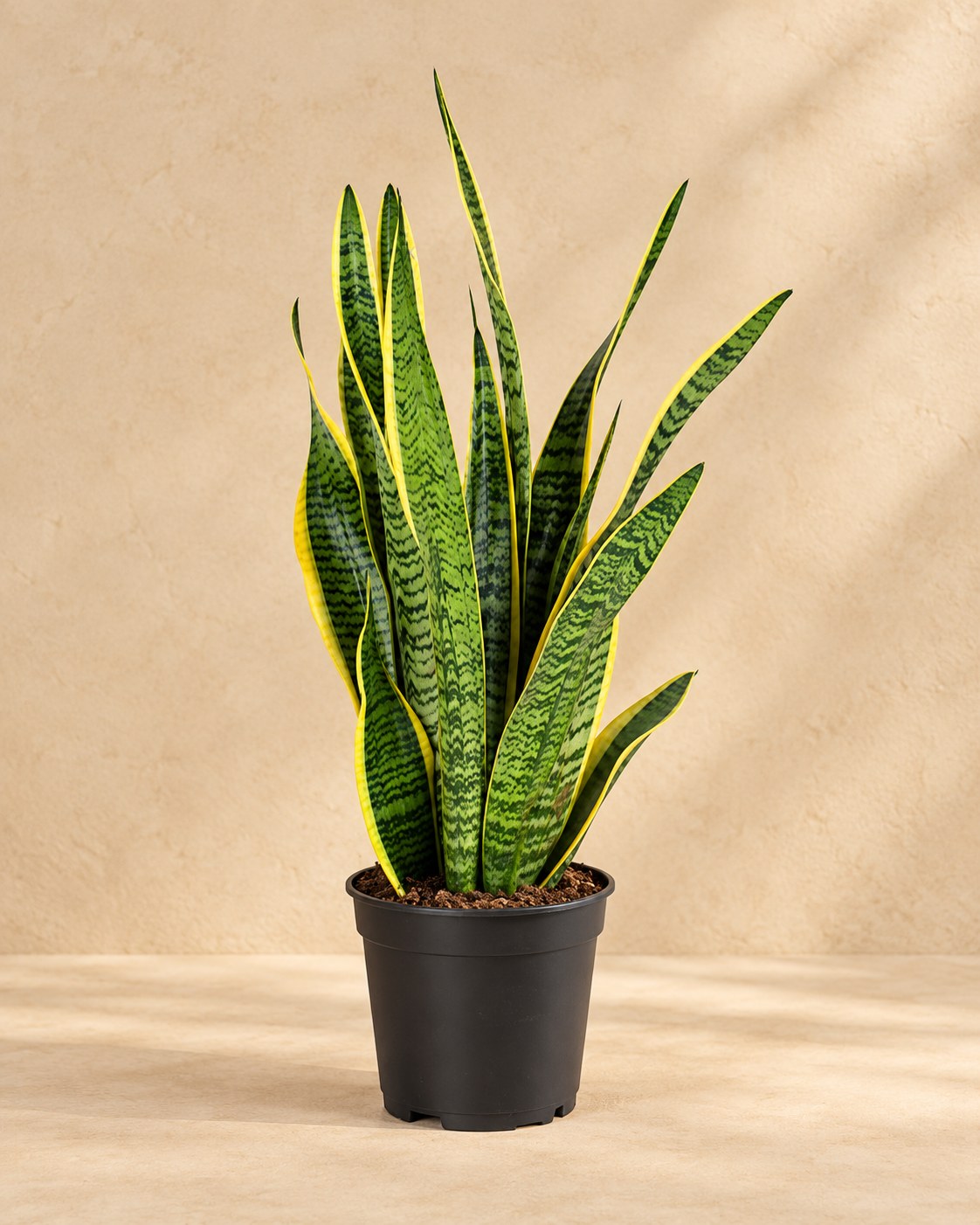 Bogenhanf 60 cm hoch, Topf ø17 cm