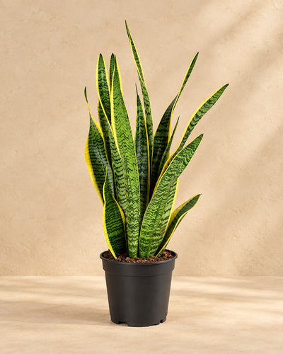 Bogenhanf 60 cm hoch, Topf ø17 cm