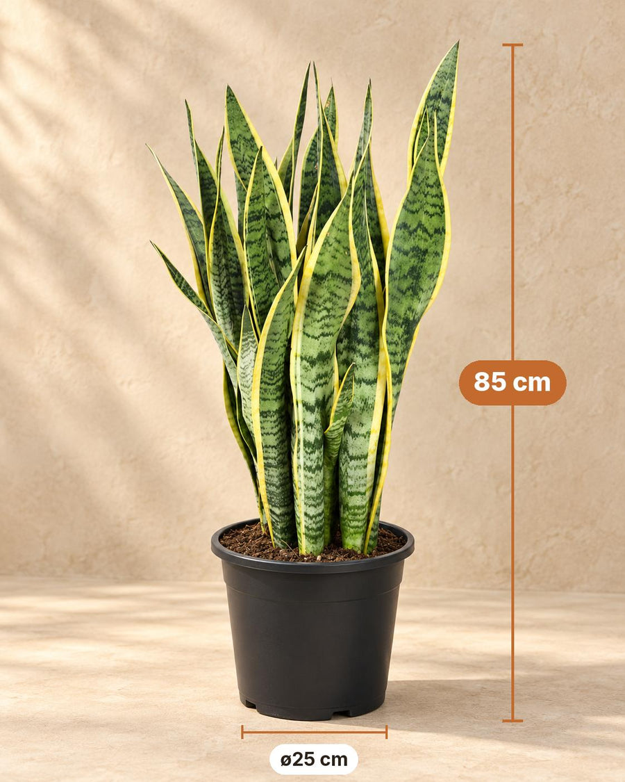 Bogenhanf (Sansevieria trifasciata 'Laurentii') 85 cm hoch, Topf ø25 cm