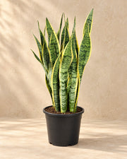Bogenhanf 85 cm hoch, Topf ø25 cm