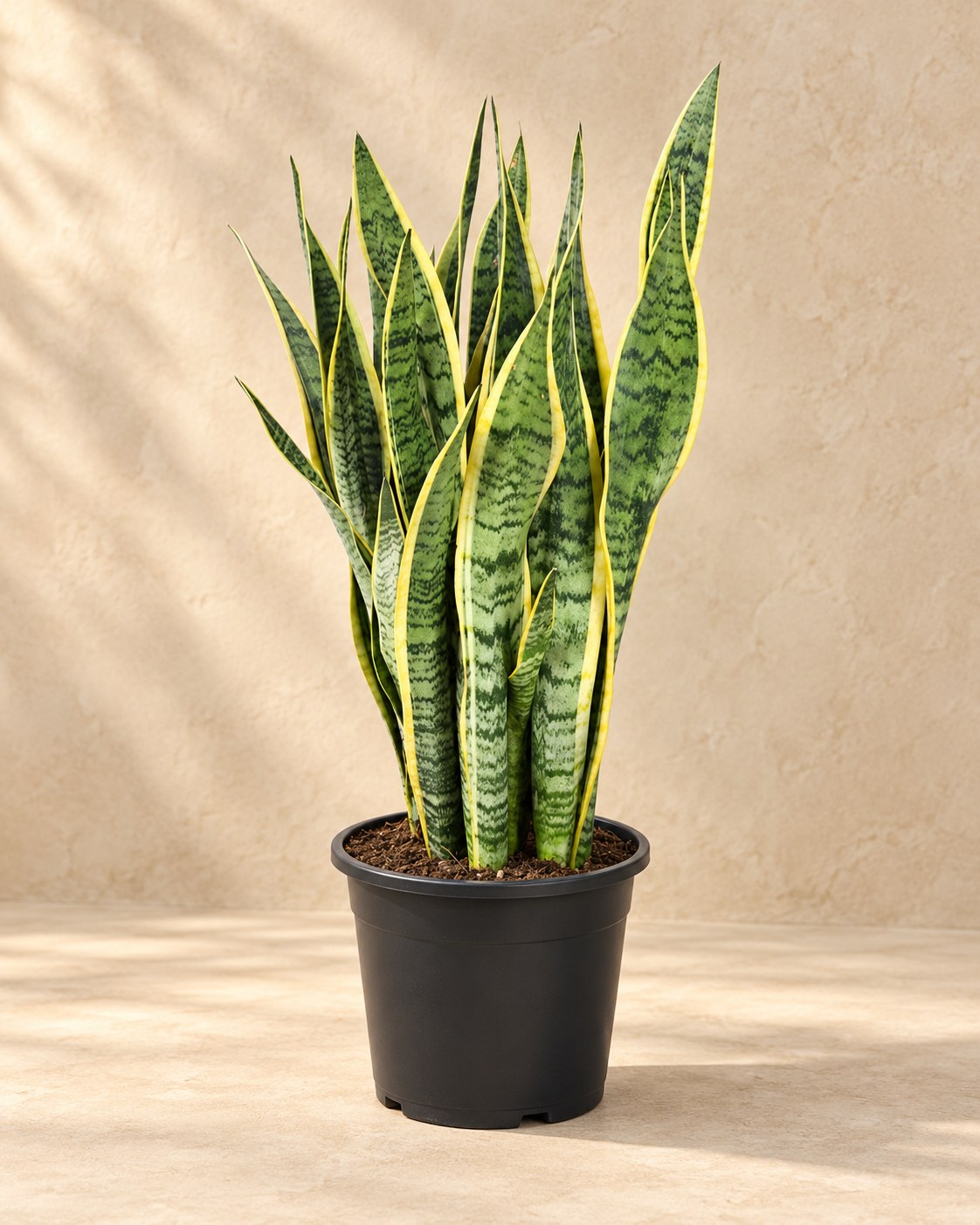 Bogenhanf 85 cm hoch, Topf ø25 cm