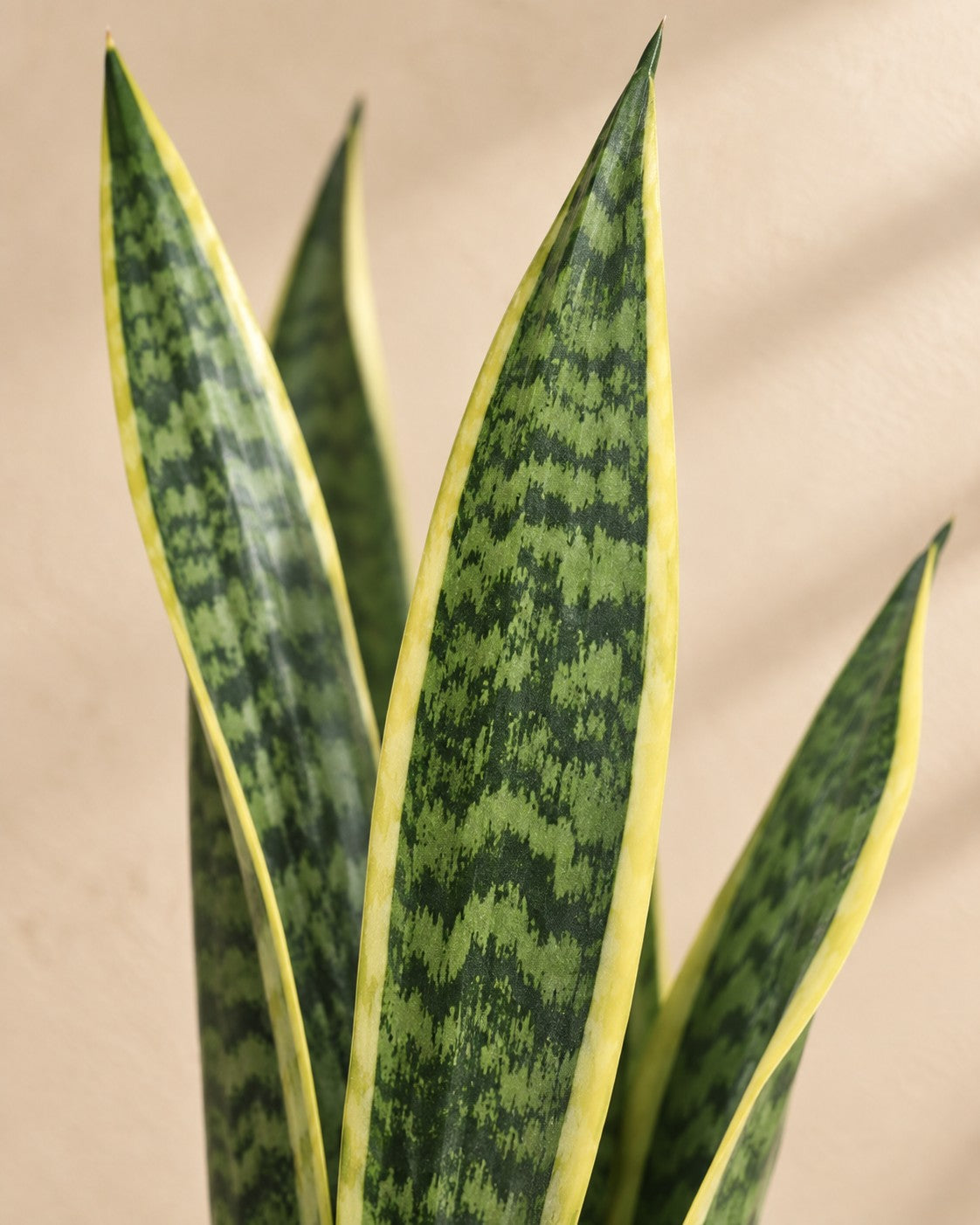 Primer plano de las hojas de Sansevieria Laurentii (Sansevieria trifasciata 'Laurentii')