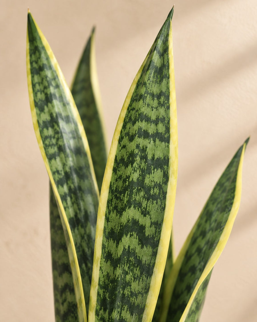 Sansevieria Laurentii (vrouwentong) 100 cm hoog, pot ø35 cm