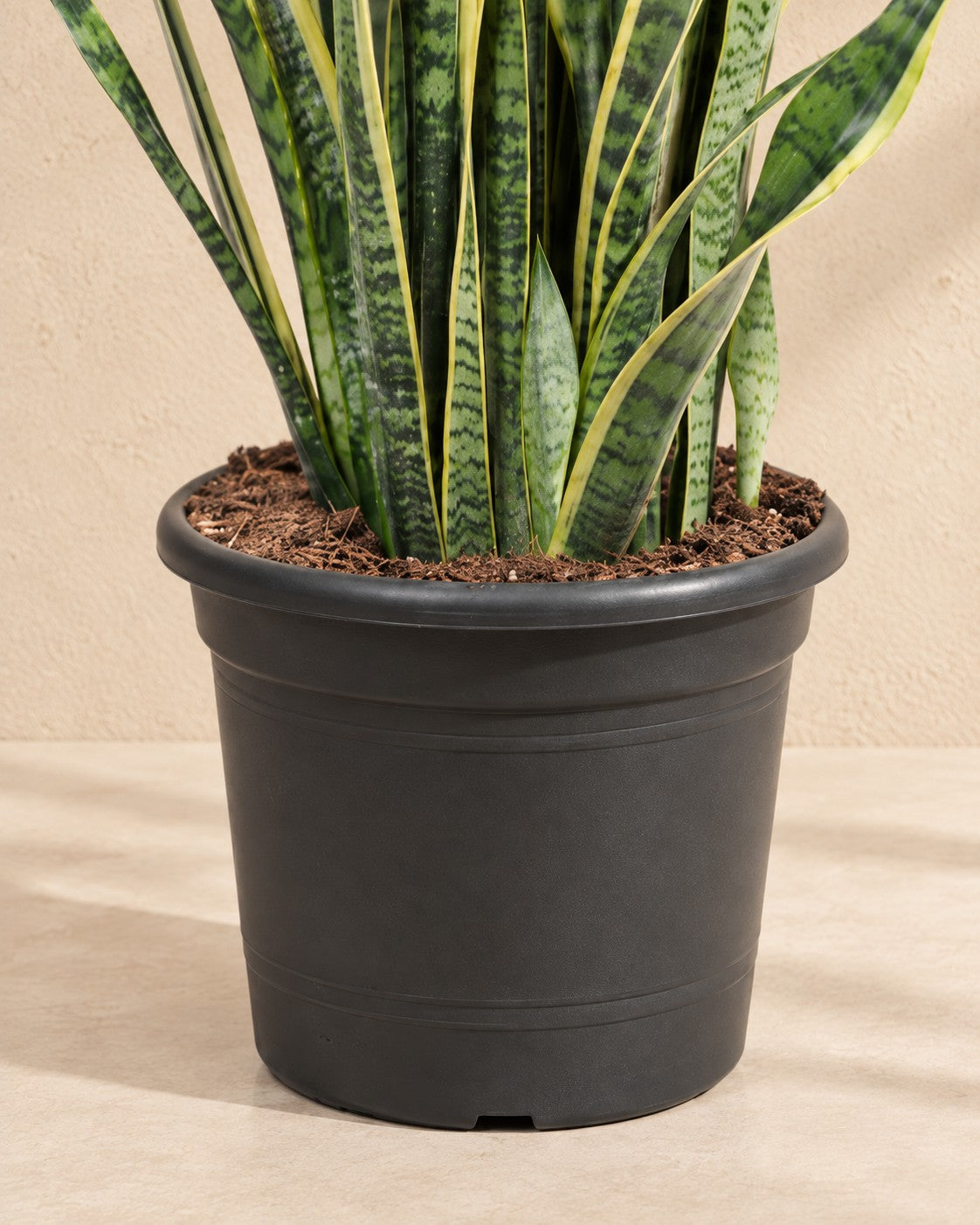 Onderste deel van de Sansevieria Laurentii (Sansevieria trifasciata 'Laurentii') met de kweekpot