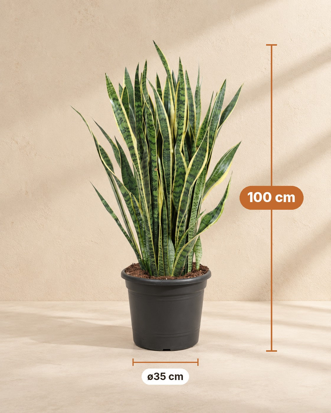 Afmetingen Sansevieria Laurentii: 100 cm hoog, pot ø35 cm