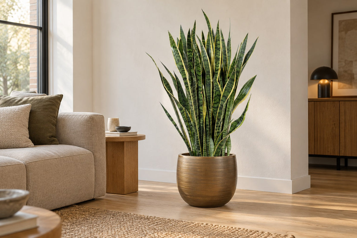 Sansevieria Laurentii van 100 cm in sierpot Rowen gold in een lichte woonkamer