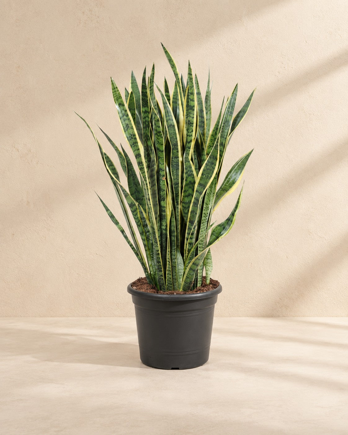 Sansevieria Laurentii (Sansevieria trifasciata 'Laurentii'), 100 cm de altura en maceta de cultivo de 35 cm