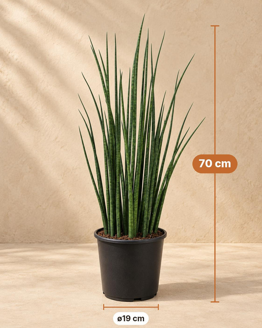 Vrouwentong (Sansevieria 'Mikado') 70 cm hoog, pot ø19 cm