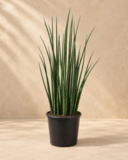 Vrouwentong (Sansevieria 'Mikado')
