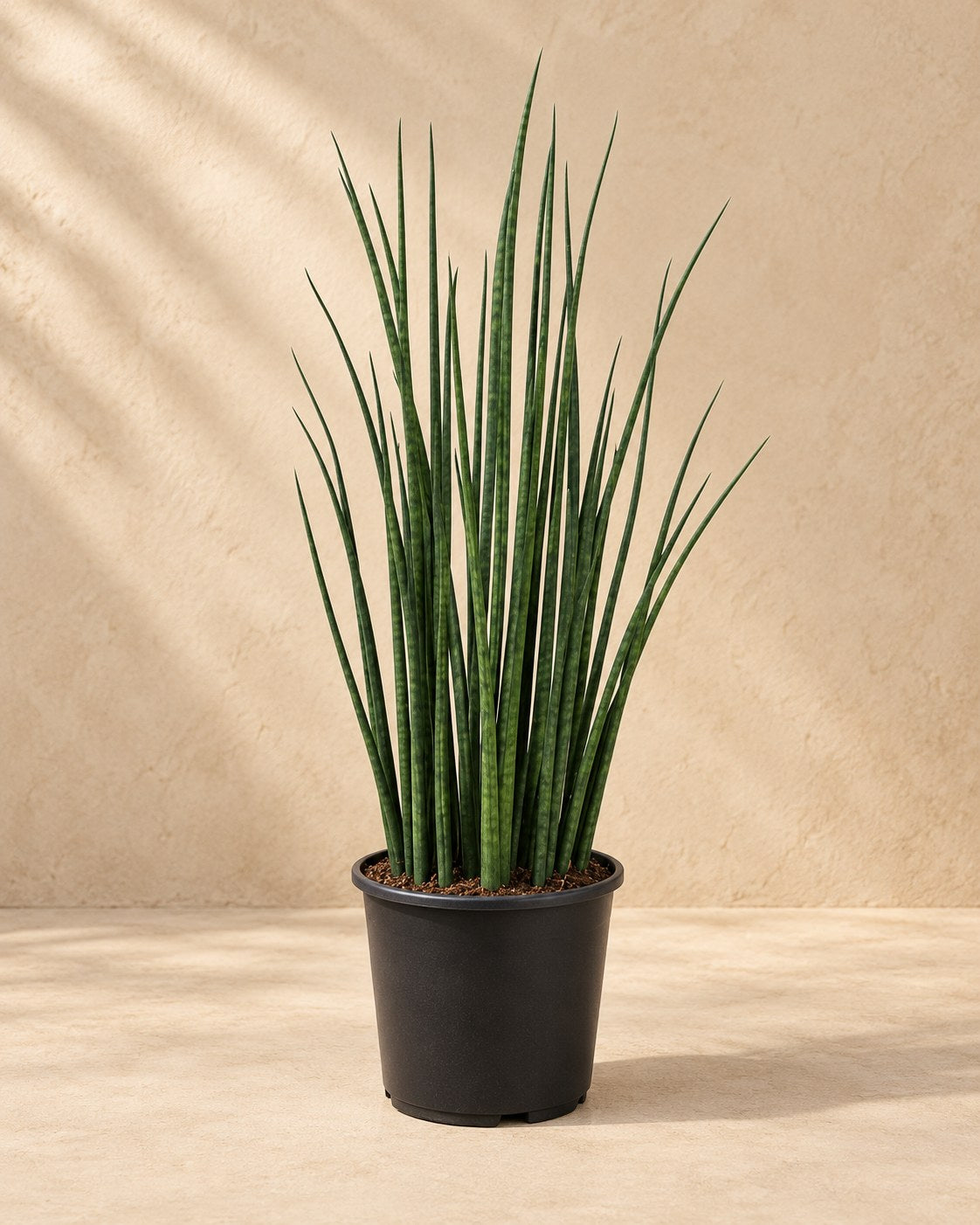 Vrouwentong (Sansevieria 'Mikado')