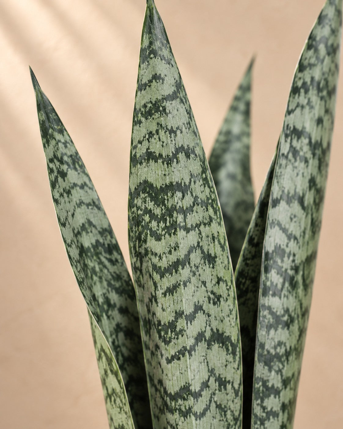 Närbild på bladen hos Sansevieria zeylanica