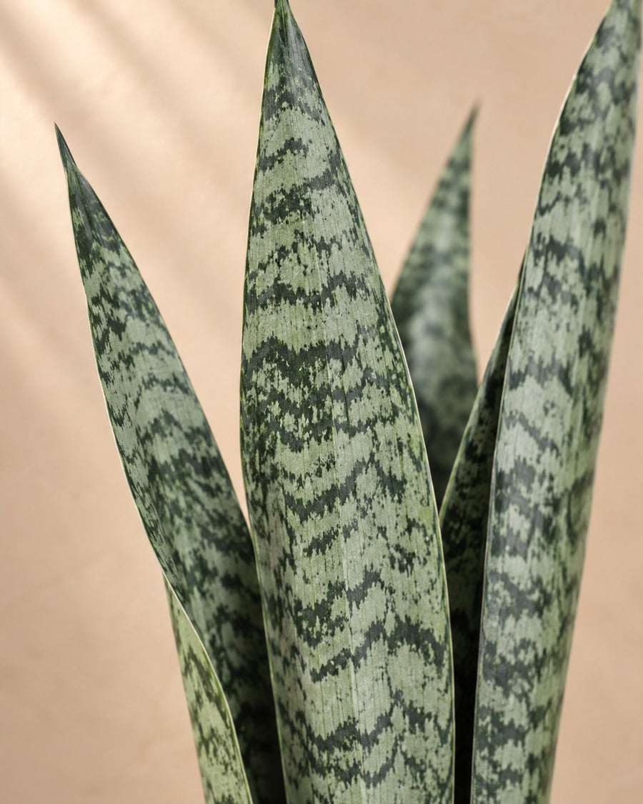 Sansevieria Zeylenica (lingua di suocera) 110 cm di altezza, vaso ø35 cm