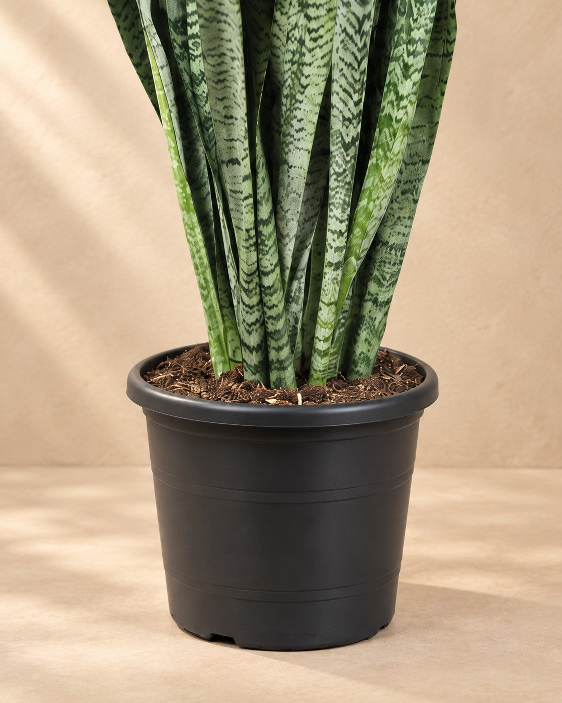 Parte bassa di Sansevieria Zeylenica (Sansevieria zeylanica) con il vaso di coltivazione
