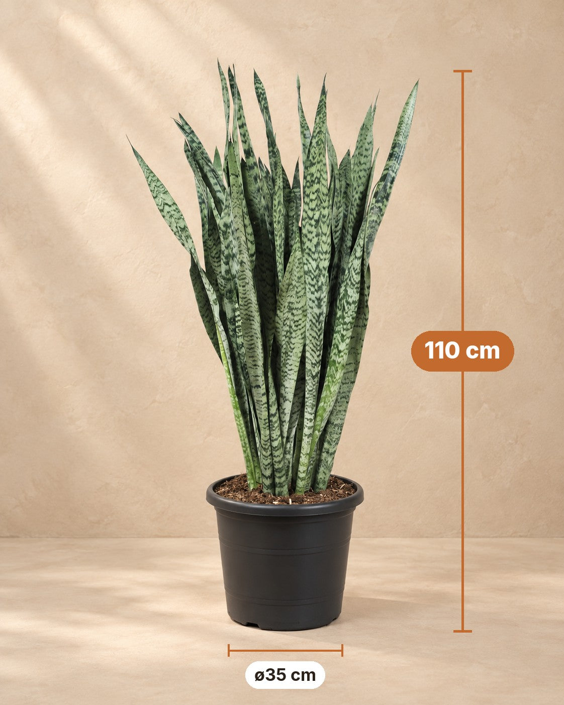 Dimensioni Sansevieria Zeylenica: altezza 110 cm, vaso ø35 cm