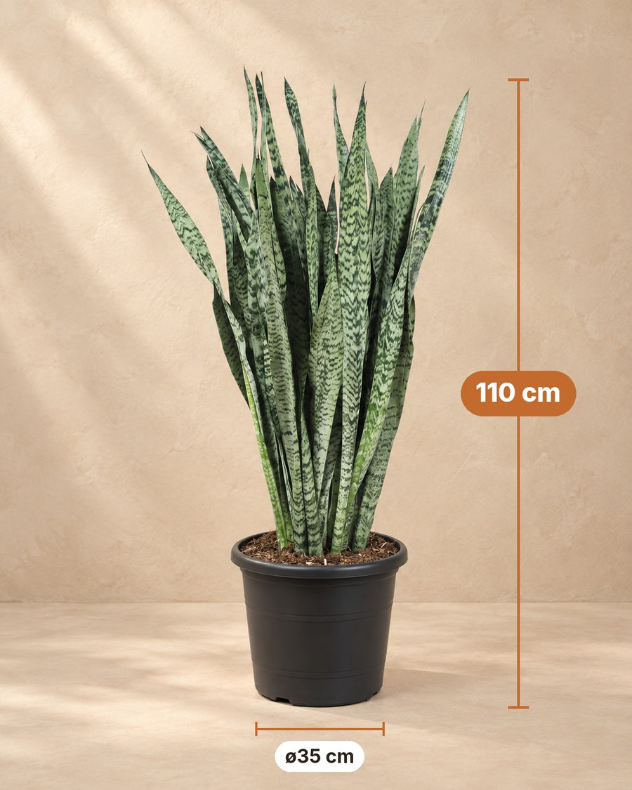 Sansevieria Zeylenica (lingua di suocera) 110 cm di altezza, vaso ø35 cm
